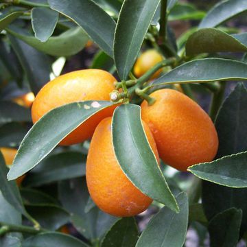 Oval kumquat