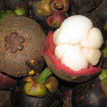 Purple mangosteen