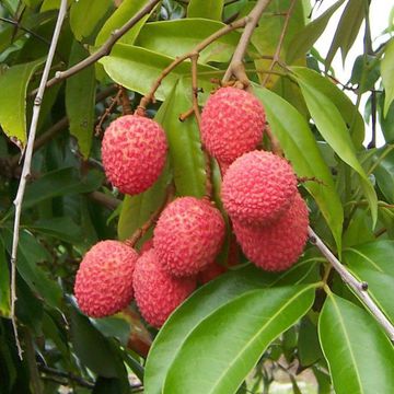 Litchi