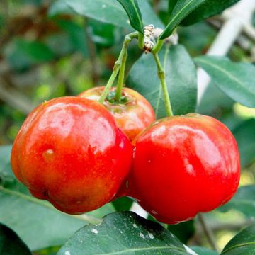 Acerola