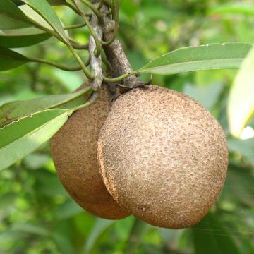 Manilkara zapota