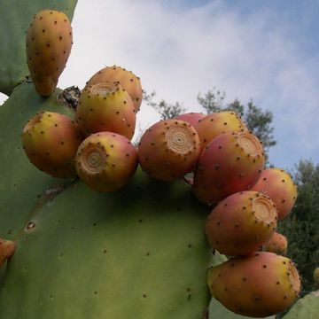 Opuntia ficus-indica