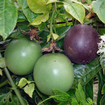 Passiflora edulis