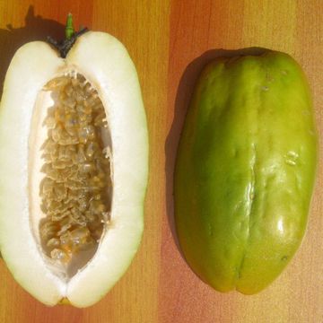 Granadilla (Giant)