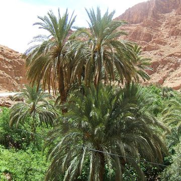 Date Palm