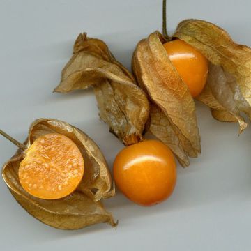 Physalis peruviana