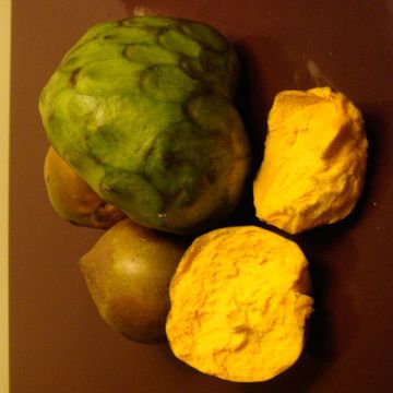 Lucuma