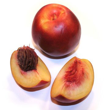 Prunus persica var. nucipersica