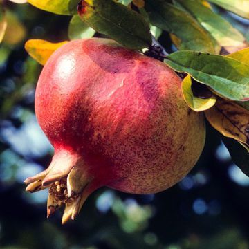 Pomegranate