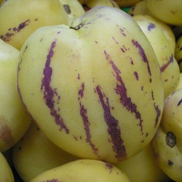 Solanum muricata