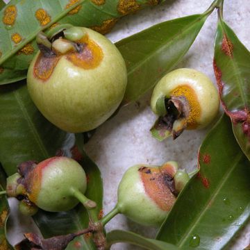 Rose apple