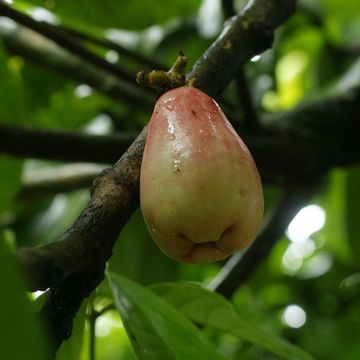 Malay apple