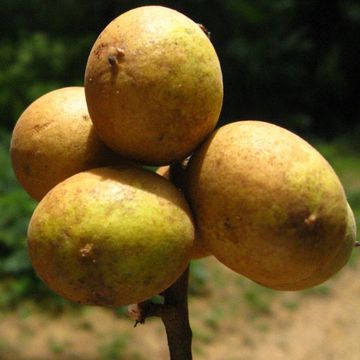 Talisia esculenta