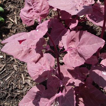 Atriplex hortensis