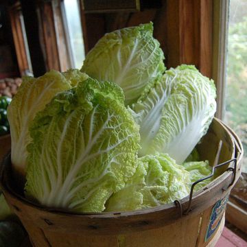 Brassica rapa ssp. pekinensis