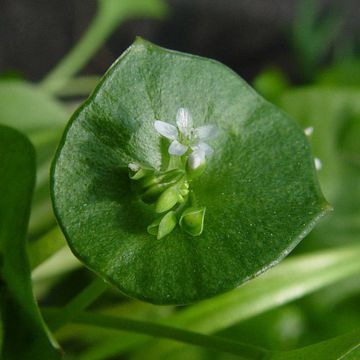 Claytonia perfoliata