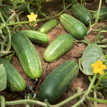 Gurke (Salat-)