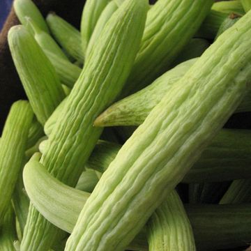 Armenian cucumber