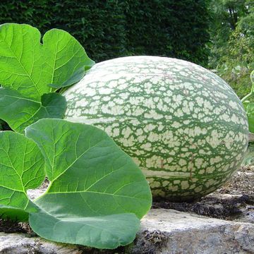 Fig-leaved gourd