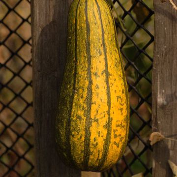 Cucurbita pepo