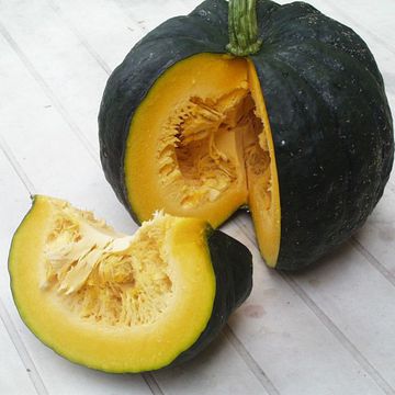 Cucurbita moschata