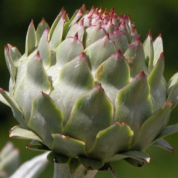 Cynara scolymus