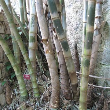 Dendrocalamus asper