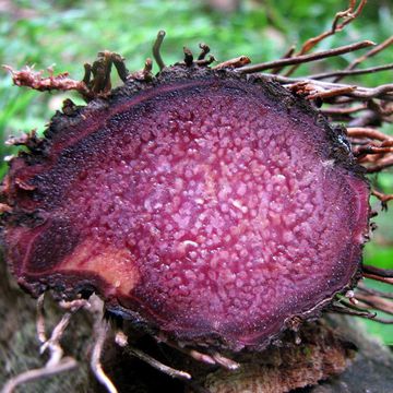 Dioscorea alata