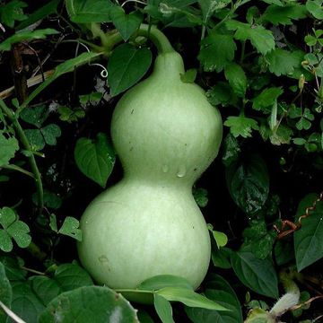 Bottle gourd