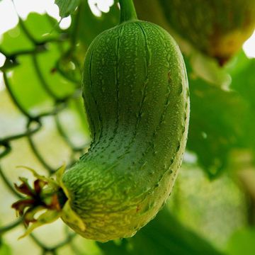 Sponge gourd