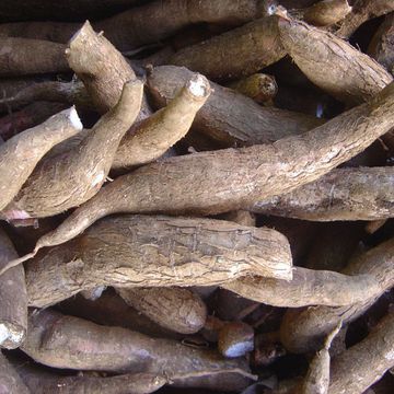 Manioc