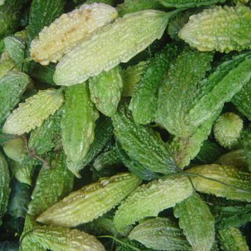 Balsam pear