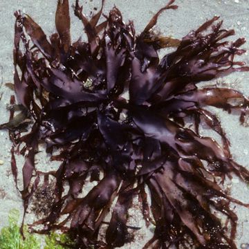 Red Dulse