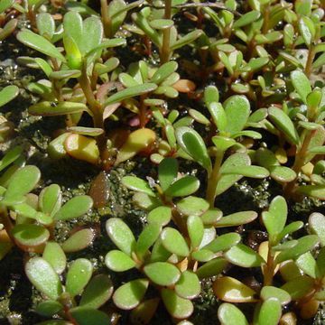 Purslane (Common)