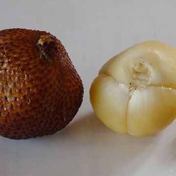 Snake fruit