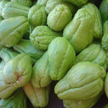 Chayote