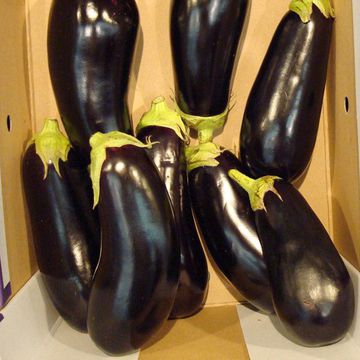 Aubergine