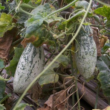 Snake gourd