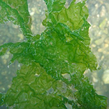 Sea Lettuce