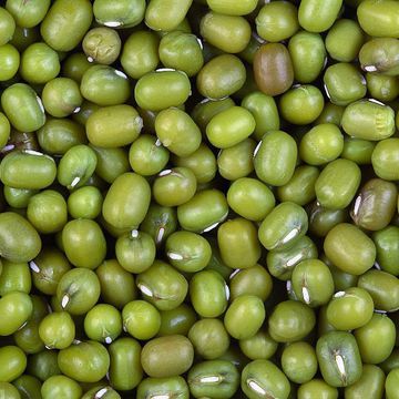 Mung bean