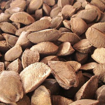 Brazil nut