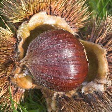 Castanea sativa