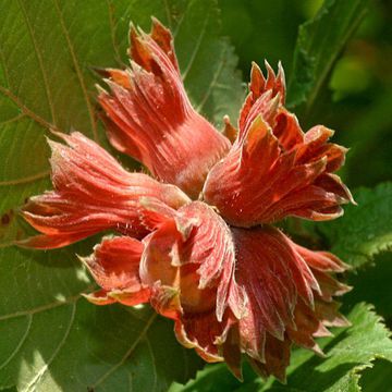 Corylus maxima