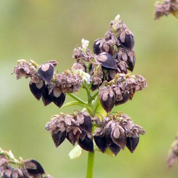 Buckwheat