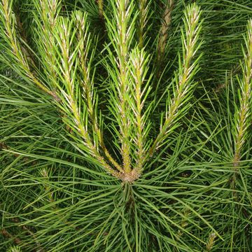 Pinus pinea