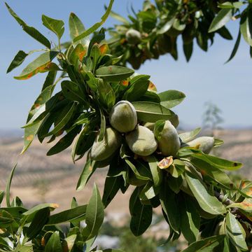 Prunus dulcis