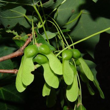 Acer saccharum