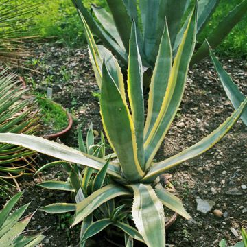 Bluegreen agave