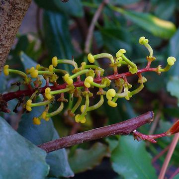 Carob Tree 