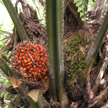 Elaeis guineensis